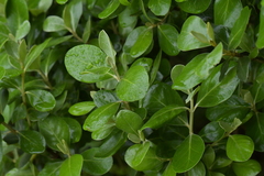 Coprosma chathamica