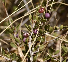 Schinus praecox