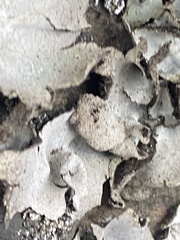 Umbilicaria