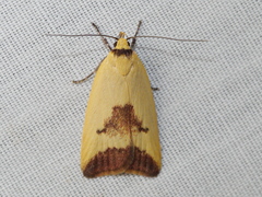 Ageletha hemiteles