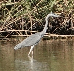 Ardea cinerea