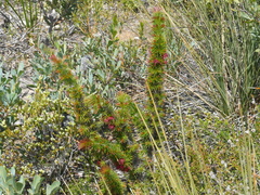 Melaleuca peucophylla