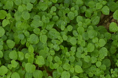 Parietaria debilis