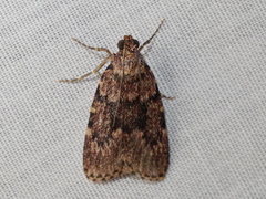 Mimaglossa nauplialis