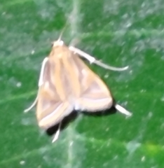 Eoophyla