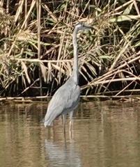 Ardea cinerea
