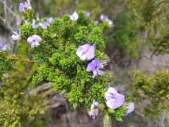 Psoralea aculeata