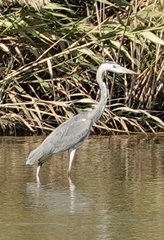 Ardea cinerea