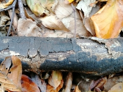 Diatrype decorticata