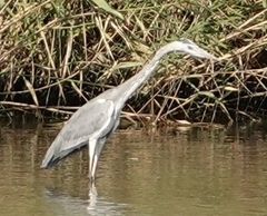 Ardea cinerea