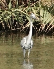 Ardea cinerea