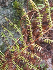 Athyrium filix-femina