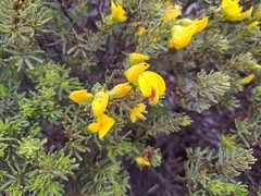 Cyclopia genistoides