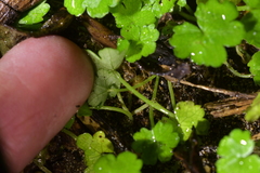 Hydrocotyle heteromeria