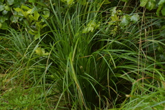 Carex auceps