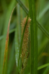 Carex auceps
