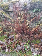 Athyrium filix-femina