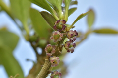 Melicytus chathamicus