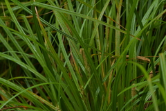 Carex auceps
