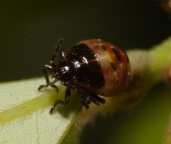 Elasmostethus nubilus