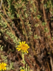 Limbarda crithmoides