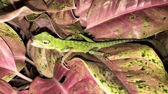 Bronchocela jubata