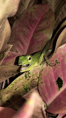 Bronchocela jubata