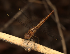 Brachythemis lacustris