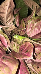 Bronchocela jubata