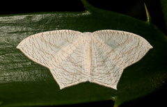 Acropteris illiturata