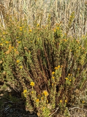 Limbarda crithmoides