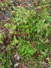 Dryopteris dilatata