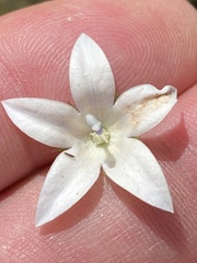 Wahlenbergia ecklonii