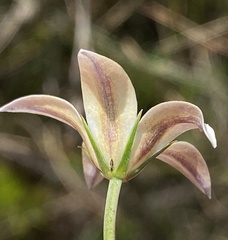 Wahlenbergia ecklonii
