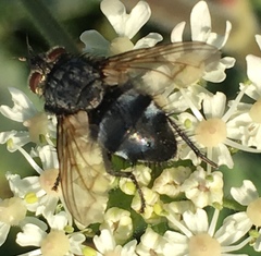 Eurithia anthophila