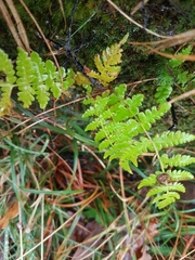 Oreopteris limbosperma