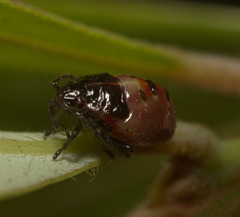 Elasmostethus nubilus