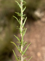 Wahlenbergia ecklonii
