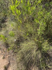 Wahlenbergia ecklonii