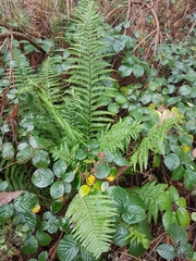 Dryopteris affinis cambrensis