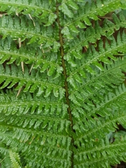 Dryopteris affinis cambrensis