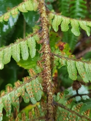 Dryopteris affinis cambrensis