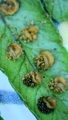 Dryopteris affinis cambrensis