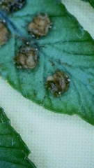 Dryopteris affinis cambrensis