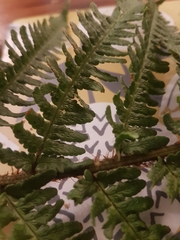 Dryopteris affinis cambrensis