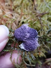 Nectriopsis violacea