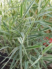 Phalaris arundinacea picta