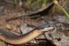 Suta nigriceps