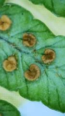 Dryopteris affinis cambrensis