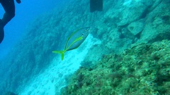 Pseudocaranx dentex